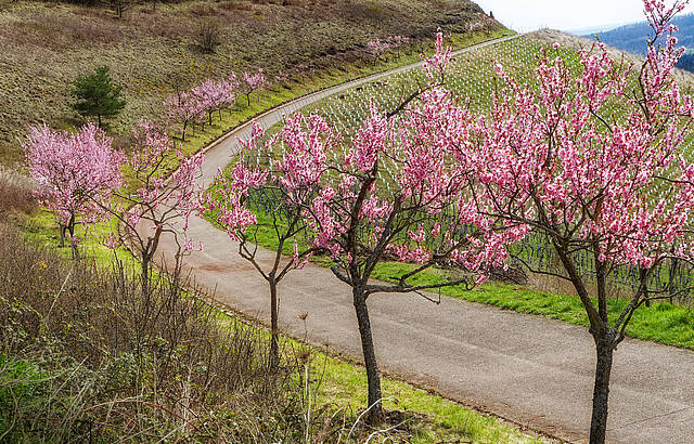 Mandelblüte in den Weinbergen