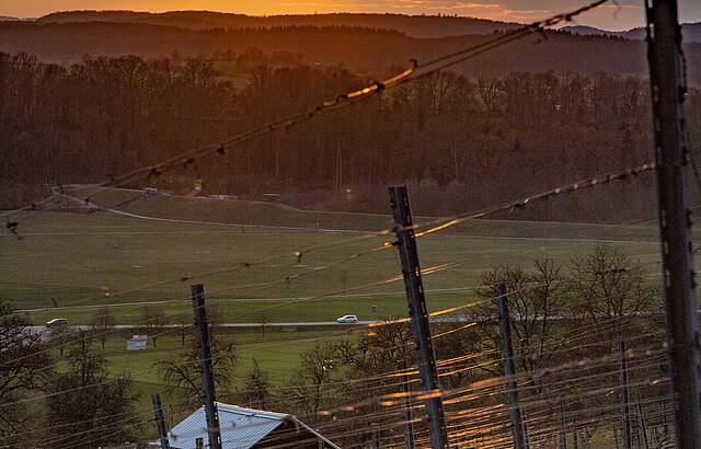Abendglühen im Weinberg