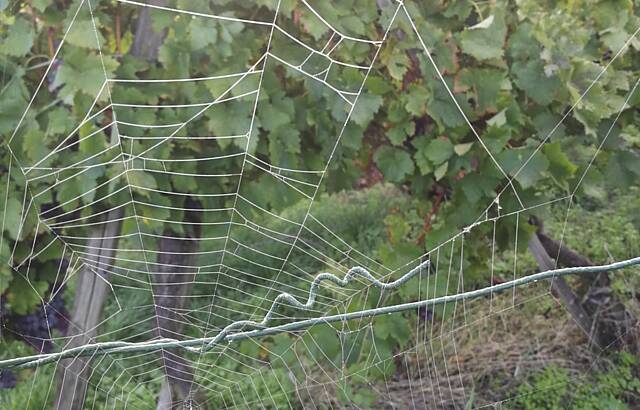 Spinnwebe