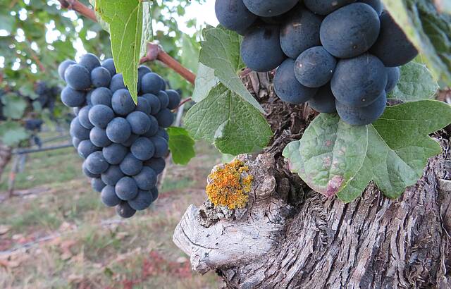 Trauben im September 