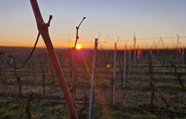 Weinreben biegen in den Sonnenuntergang