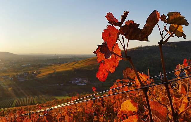Lembergerlaub im Spätherbst