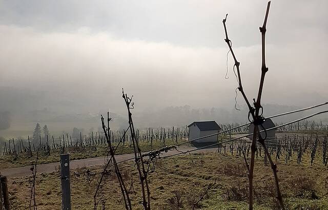 Verwunschener Wengert