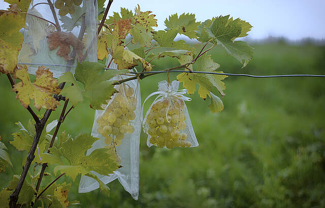 Die Trauben sind reif