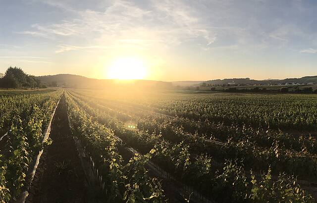 Sonnenuntergang in der Rebschule