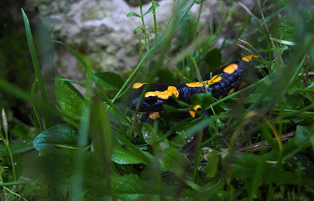 Der Feuersalamander freut sich über Regen
