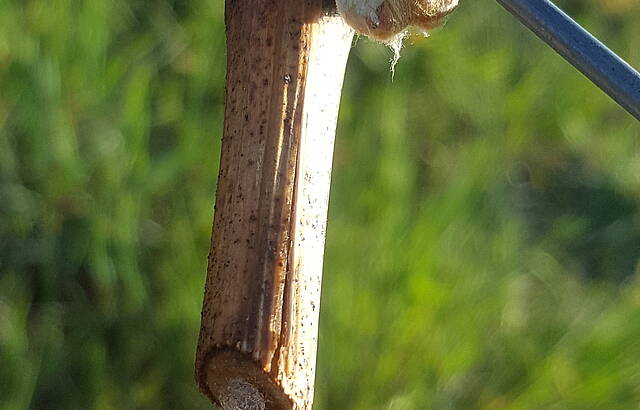 Frostiger Morgen im April