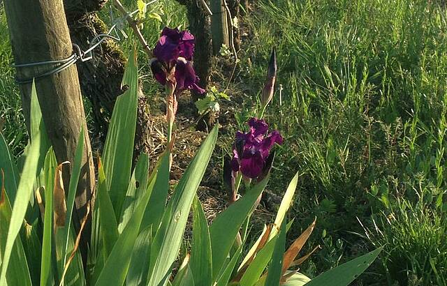 Schwertlilien im lebendigen Wengert