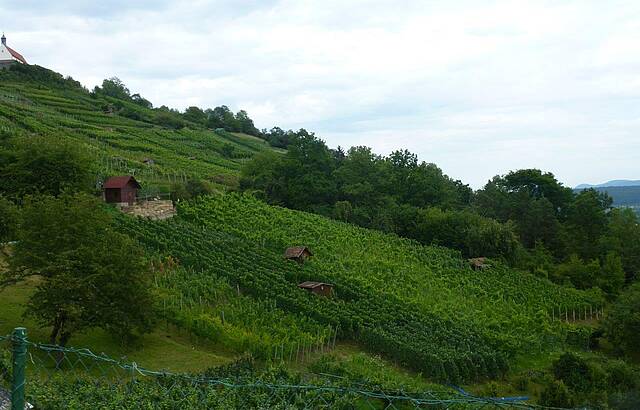 Schöne Weinberge in Umgebung