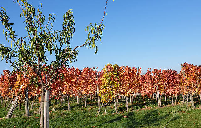 Herbstliches Naturschauspiel