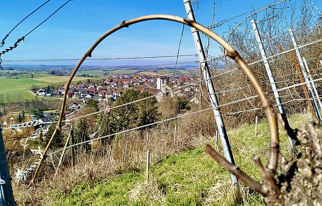 Halbbogen Cabernet Jura