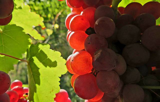 Sunshine Wine