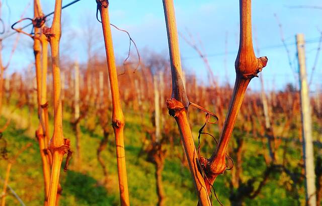 Rebenglühen im Lemberger