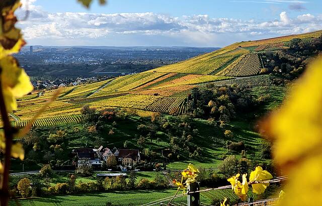 Farben im Wengert - Gelb