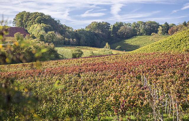 Neipperger Reblandschaft