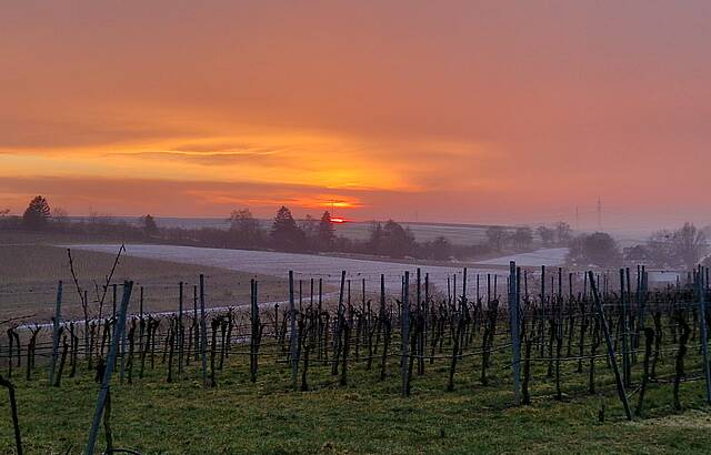 Feierabend-Stimmung im Weinberg