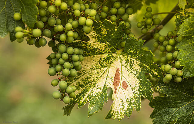 Ein Bild im Bild in der Rebe