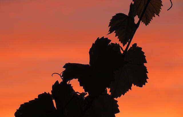 Weinstock im Abendlicht