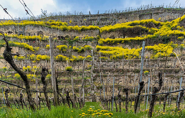 Steillage bei Lauffen