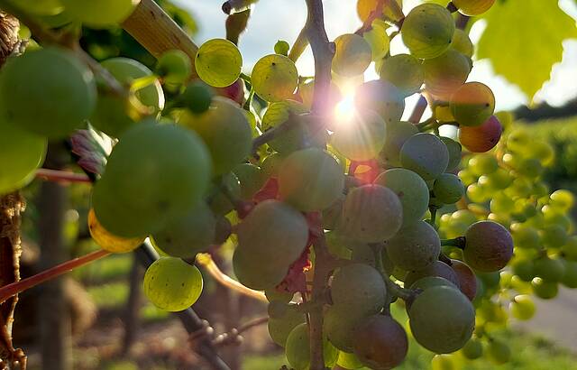 Die Reife beginnt...