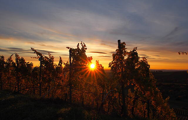 Die aufgehende Sonne strahlt durch das bunt gefärbte Laub