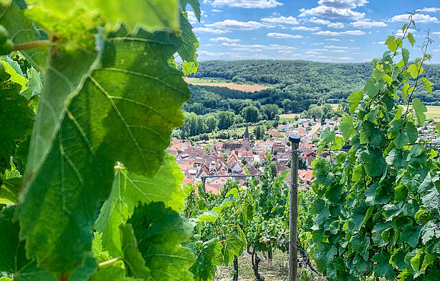 Rosswag, durch die Rebe