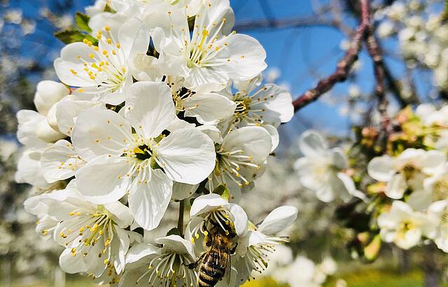 Kirschblüte am Sonnenberg in Stetten