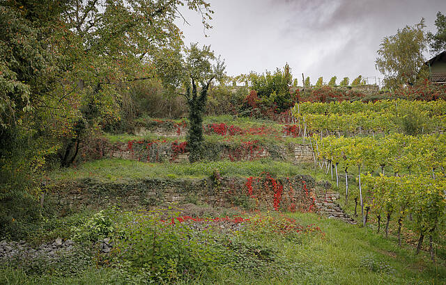 Verfallener Weinberg