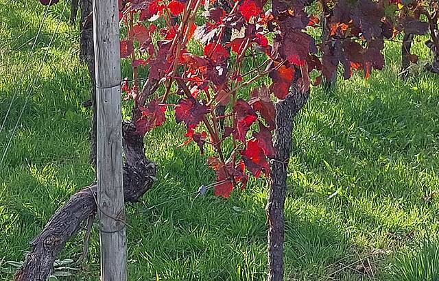 Reben im Herbst