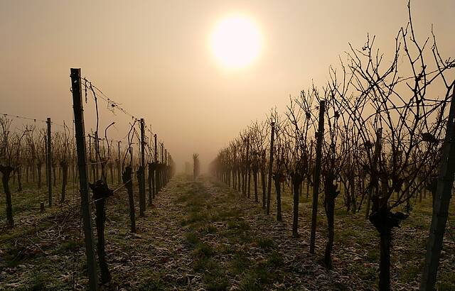 Rebzeile im Nebel