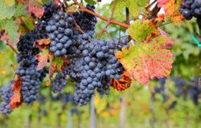 Wein Weib und Gesang