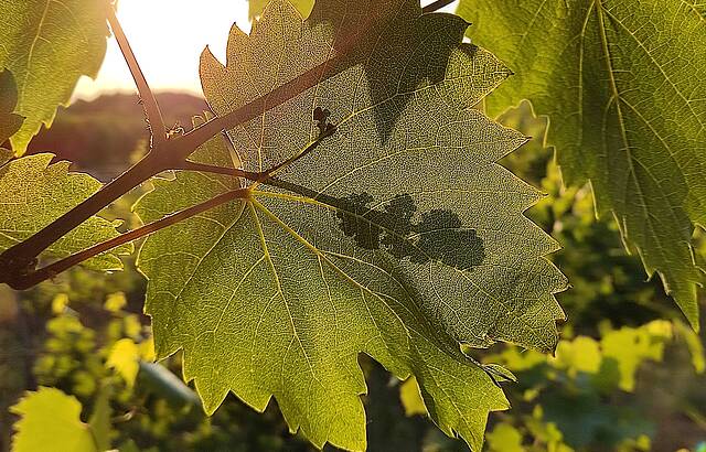 Zukunft hinterm Weinblatt