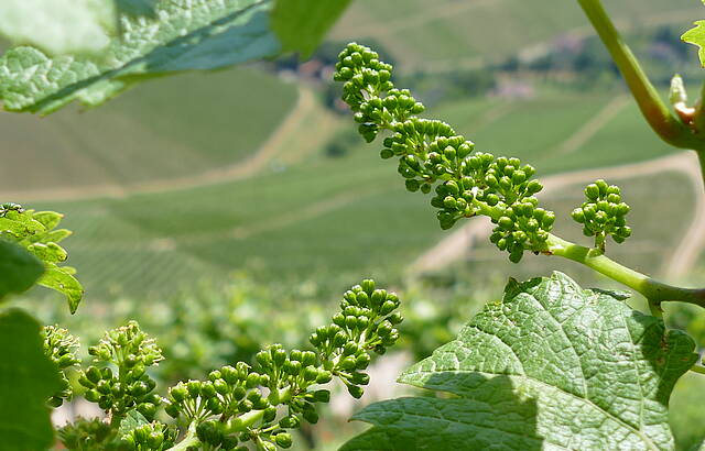 Alles fängt mal klein an