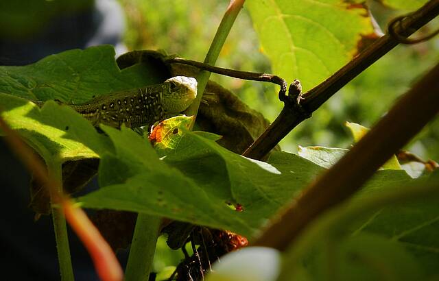 Zwischen den Rieslingtrauben