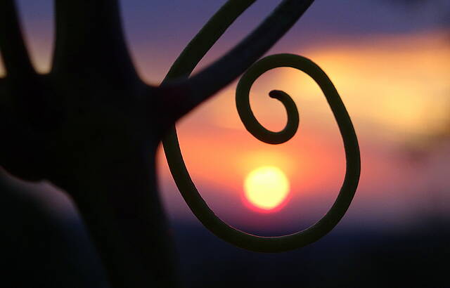 Rebenimpressionen beim Sonnenuntergang