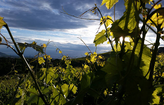 Grunbacher Regenwald