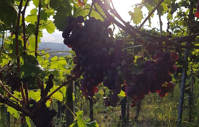 Sunsetlounge Grossheppach