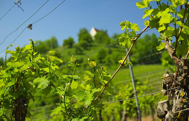 Wurmlinger Kapellenberg