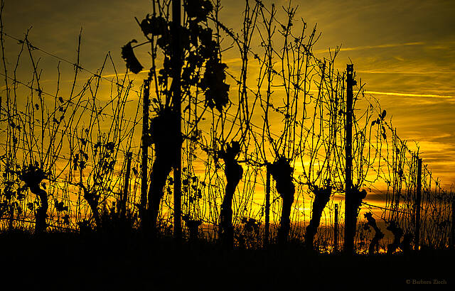 Wenn das Weinjahr zu Ende geht ...