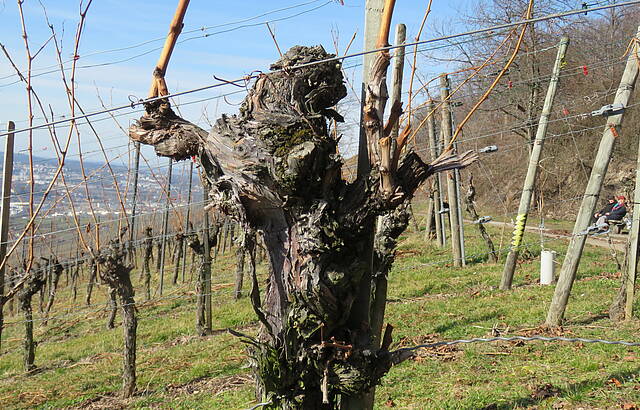 knorrige Rebe im Winter auf dem Kappelberg in Fellbach
