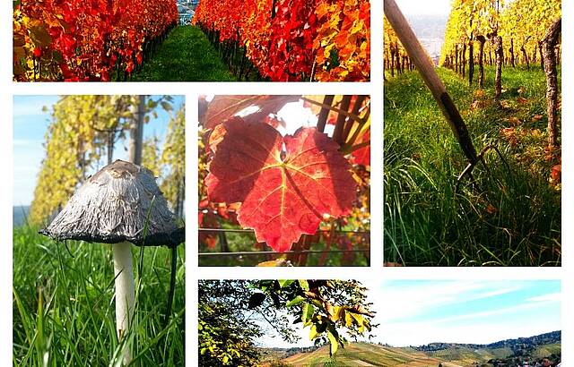 Herbst in den Weinbergen