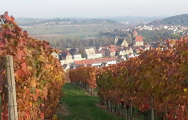 Weinberg bei Besigheim