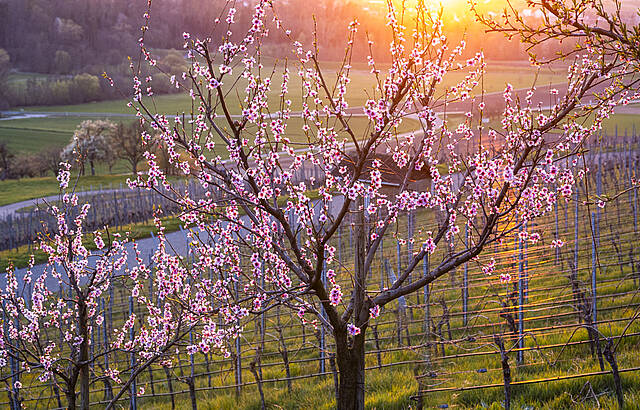 Frühling und Sonnenuntergang im Weinberg nahe Bretzfeld-Adolzfurt