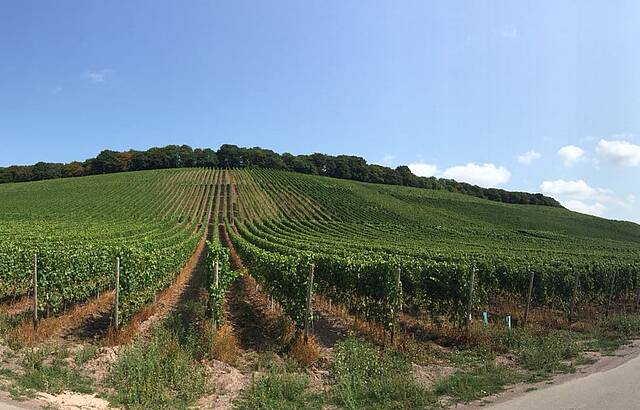 Die Weite der Weinberge