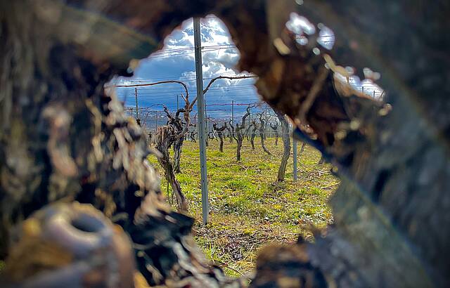Ausblick auf den Jahrgang 2021