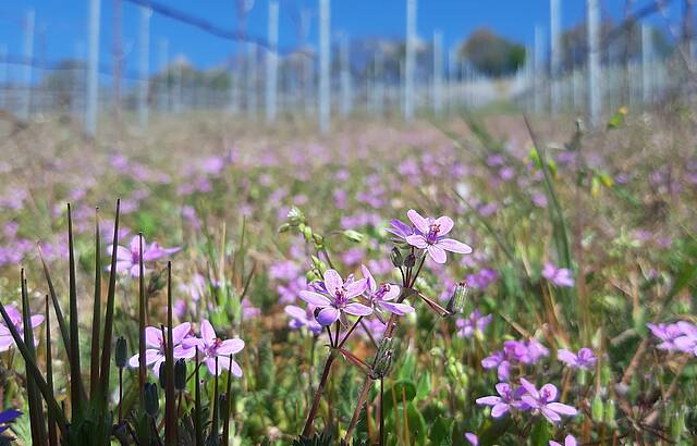 Blumenpracht im Weinberg
