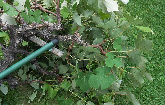 Sturmgebeugt - doch nicht gebrochen!