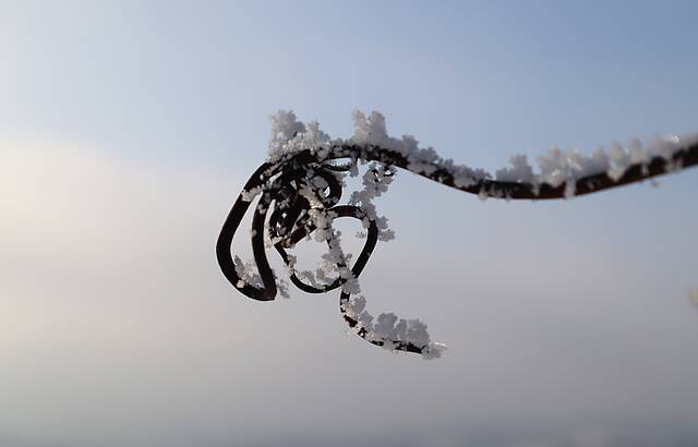 Rebe und Frost