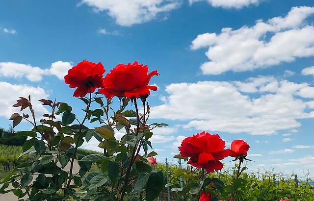 Rosen am Weinberg