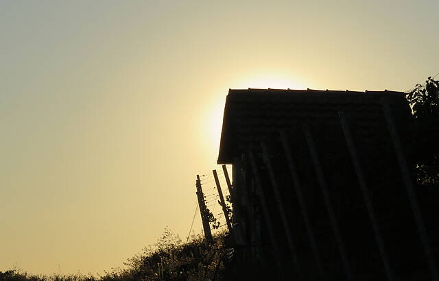 Weinberg mit Häusle im Abendlicht